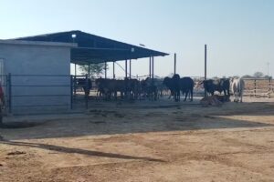 Agropecuaria Montevideo S.a