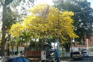 Caba&ntilde;a (1) Plaza Barici