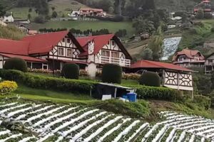 Caba&ntilde;as Titisee