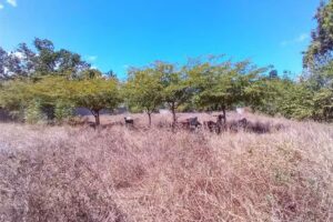 Casa de Campo Viento de Agua