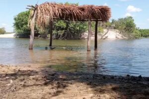 El Payav&oacute;n Venezuela capanaparo