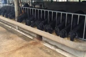 Hda. El Serrucho. Centro Genetico de Ovinos La Pradera.