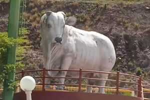 Hotel Villa Victoria