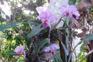 Parcelamiento Los Rosalio