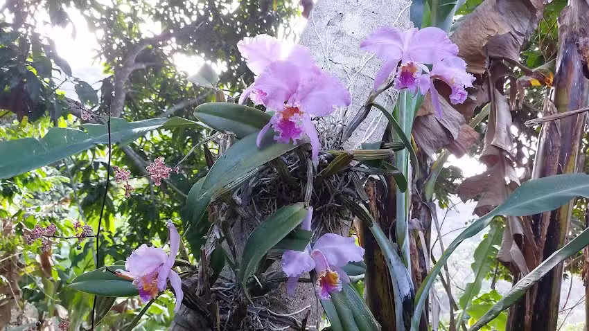 Parcelamiento Los Rosalio