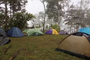 Perdedera La Clarenciera