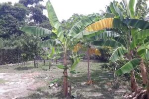 Posada El Capitan Santana