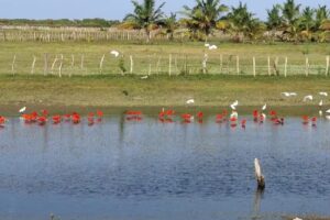 San Juan de los Cayos Start Up